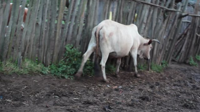 White cow enters poor village pen, Samburu, Kenya, Africa