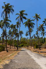 Fototapeta na wymiar Beautiful road through tropical coconut palm trees