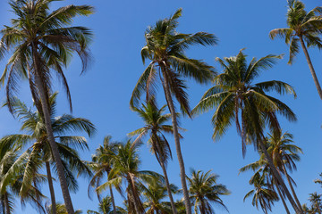 Obraz premium Green palm trees against the blue sky