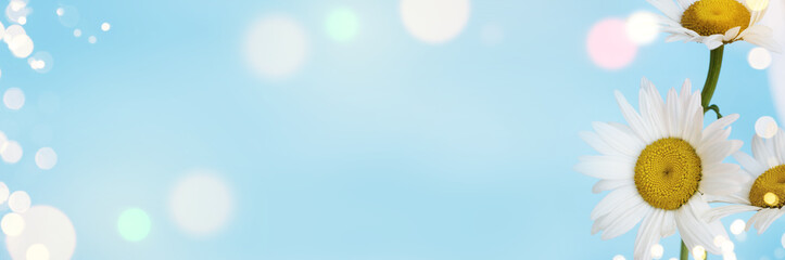 Naklejka premium Daisy flowers, spring time