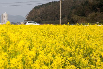 Japanese countryside spring landscape, rape blossoms and fields