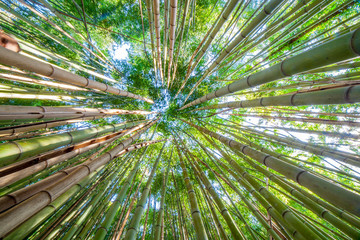 Bamboo forest sky