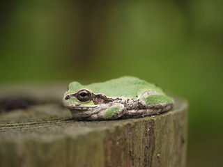杭の上のアマガエル