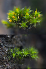 Macro shoot of water drops