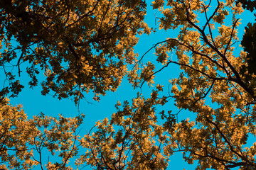 Yellow autumn leaves on the tree