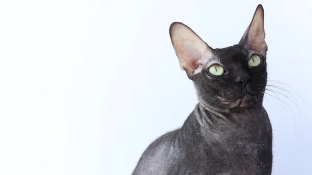 black cat on white background