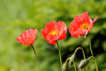Beautiful red Iceland poppy blooming in sun in a garden