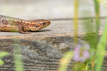 Pregnant Female viviparous lizard