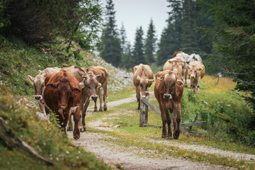 Fototapeta premium herd of cows on an alp walking on a gravel path