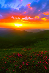 Obraz na płótnie Canvas vertical summer floral landscape, picturesque morning sunrise blooming pink flowers