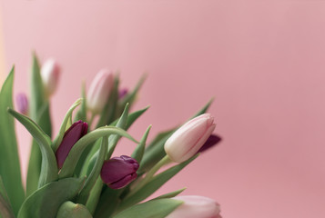 a bouquet of fresh fragrant pink tulips and a gift for women's day on a pink background. Mother's day greetings