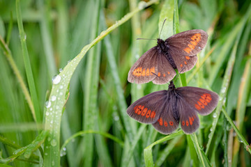 Male and female Yellow-spotted ringlet