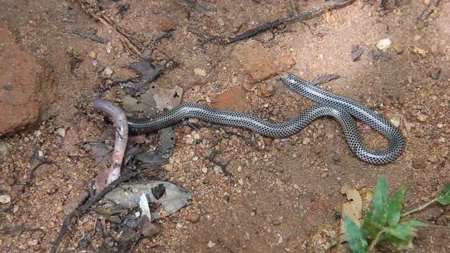 The snake swallows a large earthworm. Shield-tailed snakes (Uropeltidae) possibly genus Platyplectrurus. Tropical rain forest in Sri Lanka