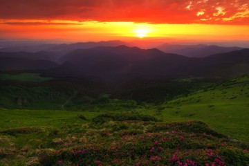 Plakat breathtaking summer floral landscape, picturesque morning sunrise blooming pink rhododendron flowers, scenic dawn nature background, Carpathians, Marmarosy, Ukraine - Romania , Europe