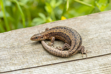 Pregnant Female viviparous lizard