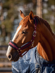 portrait of chestnut budyonny gelding horse in halter and blanket on sunlight in paddock