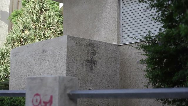 Black street cat walks across window sill