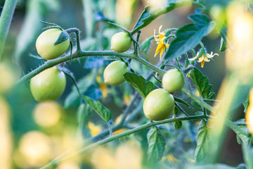 Bright yellow flowers of tomatoes