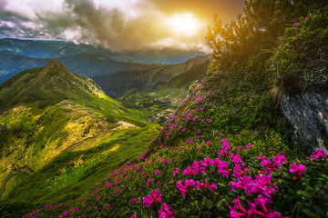 summer blooming pink rhododendrons flowrrs,  picturesque morning sunrise scenery, amazing awesome...