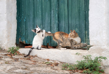 Funny baby cat kitten playing with the tail of its mother in front of an old green wooden door,...
