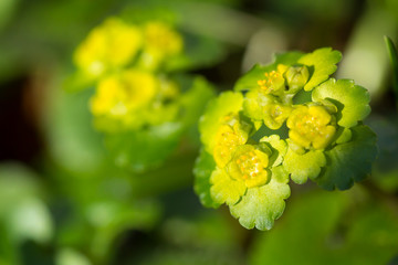 Golden saxifrage, Alternate leaved golden saxifrage or Chrysosplenium alternifolium, mat-forming perennial plant of wet and damp habitats, with yellow green bracts, family Saxifragaceae