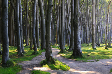 der sog. Geisterwald bei Nienhagen an der Ostsee