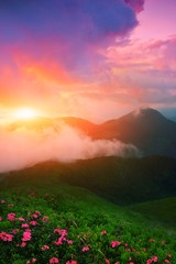 spring morning dawn landscape, picturesque blooming flowers on meadow of mountain on background mist at sunlight, floral nature vertical image, Carpathians, Ukraine - Romania, Marmarosy, Europe
