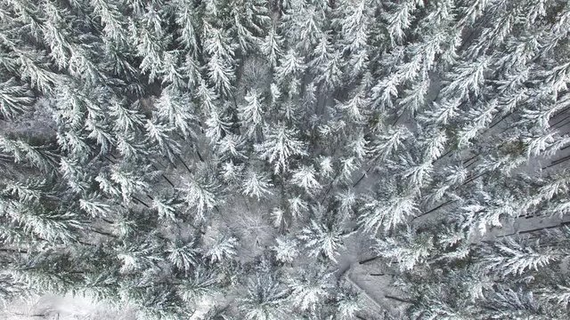 Winterwald von oben