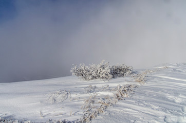 Ośnieżone krzewy na połoninie Wetlińskiej Bieszczady © wedrownik52