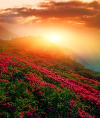 vertical blooming nature spring image, scenic mountains sunset view on meadow in mountains ped pink flowers on background green hills