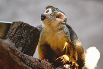 Squirrel Monkey(Common Squirrel Monkey) (Saimiri sciureus) on a tree.