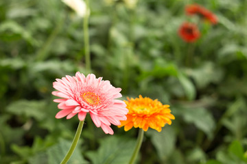 Pink gerbera daisy flower on blur green leaves and colorful flowers background.