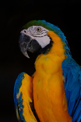 blue and yellow macaw