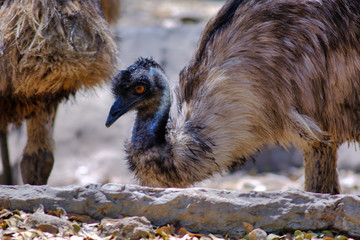 Close up Common Emu (Dromaius novaehollandiae).