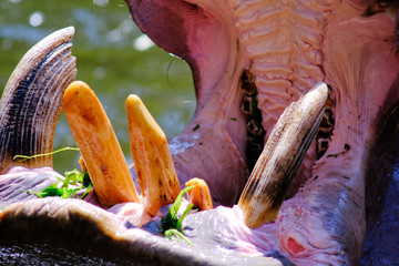 Close up Hippopotamus (Hippopotamus amphibius).