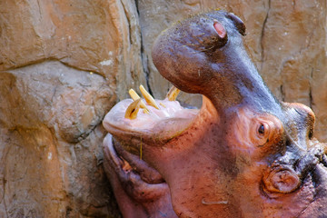 Close up Hippopotamus (Hippopotamus amphibius).