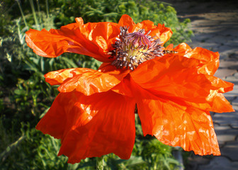 beautiful large flower orange multi-petal poppy with mashed petals with a bee - Powered by Adobe