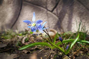 Scylla is blue. early spring flowers in the garden on a blurry background