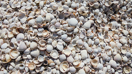 sea shells on the beach