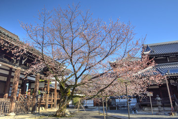 Fototapeta na wymiar 本法寺の桜