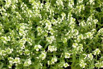 White flower field. Floral spring background.