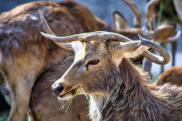Sambar Deer (Rusa unicolor)
