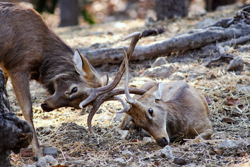 Sambar Deer (Rusa unicolor)