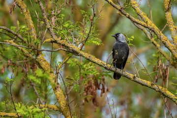 Eurasian Jackdaw - Corvus monedula, beautiful perching bird from Euroasian forests and woodlands, Hortobagy, Hungary.