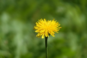 Fiore giallo in primo piano. Sfondo sfocato di un prato verde.