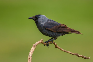 Fototapeta premium Eurasian Jackdaw - Corvus monedula, beautiful perching bird from Euroasian forests and woodlands, Hortobagy, Hungary.