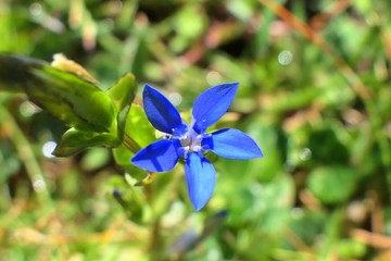 Fiore blu