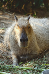 capybara relax