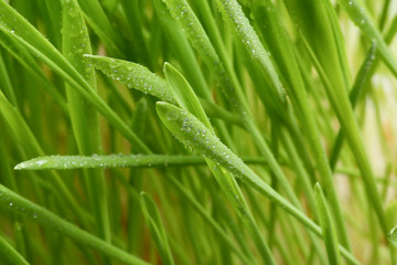 Vigorous wheat seedling