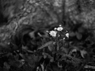 flowers on a background